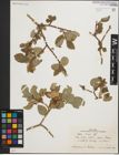 Foto von Salix iliensis Regel